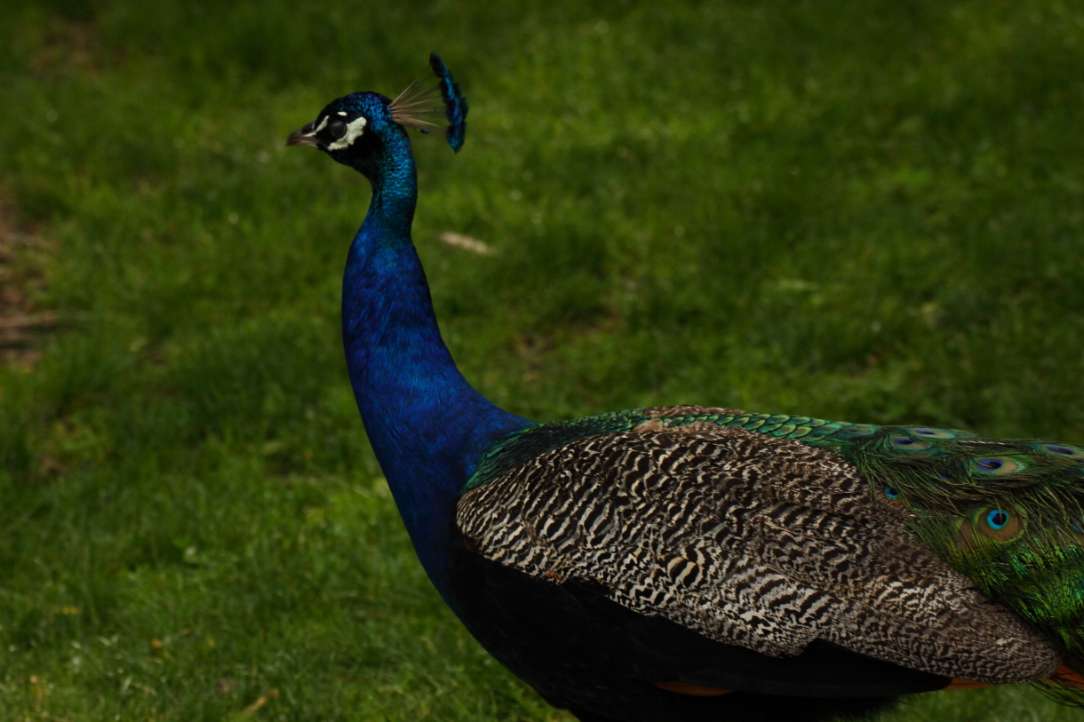 2014 06 11 HTP 61689